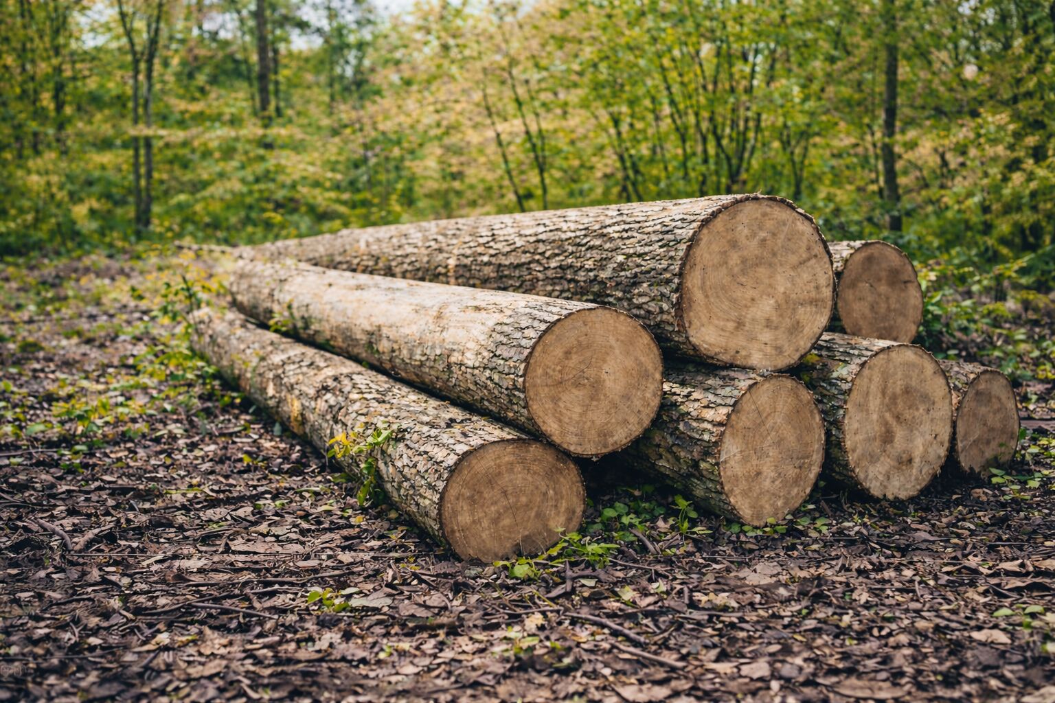 Prodej lesního pozemku