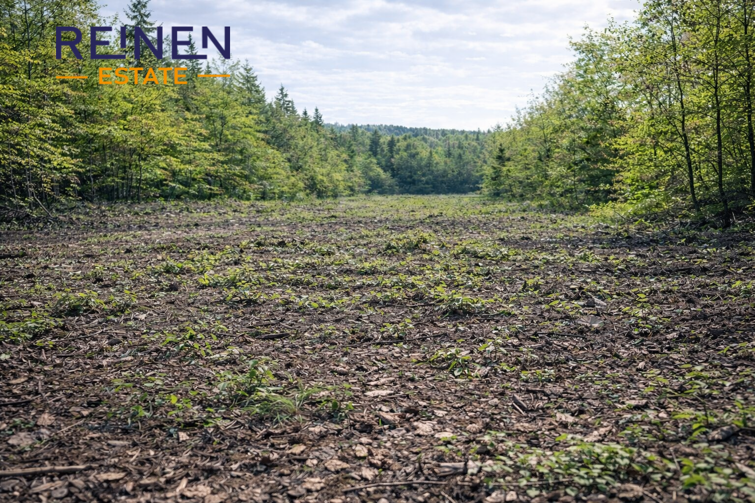 Prodej lesního pozemku