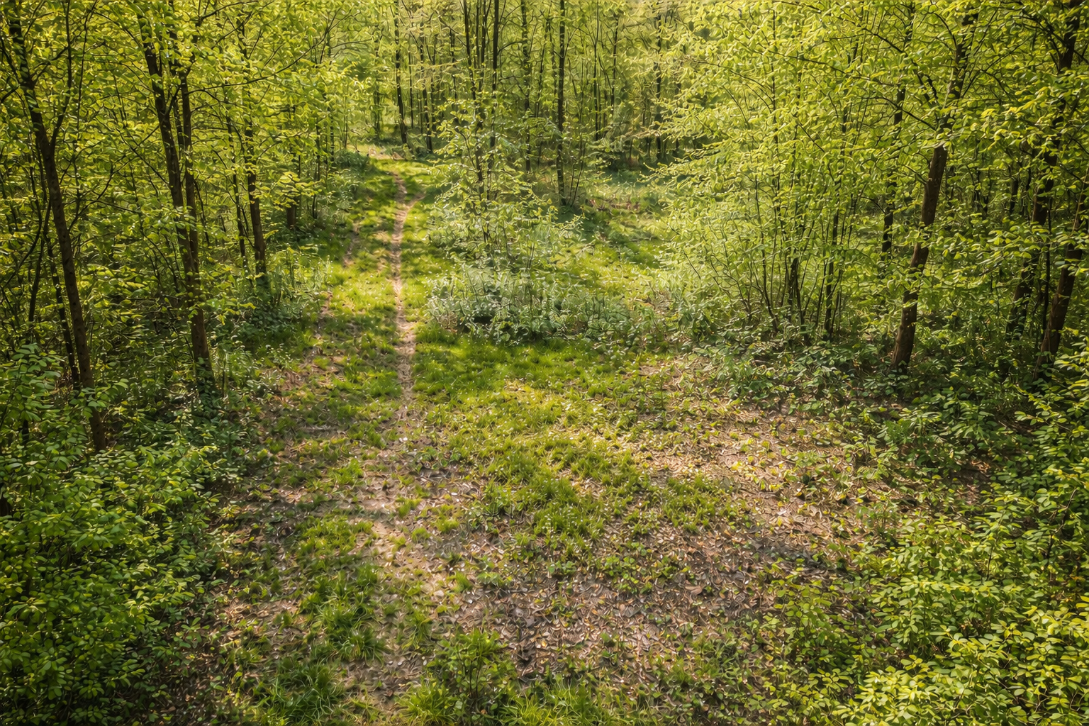 Prodej lesního pozemku