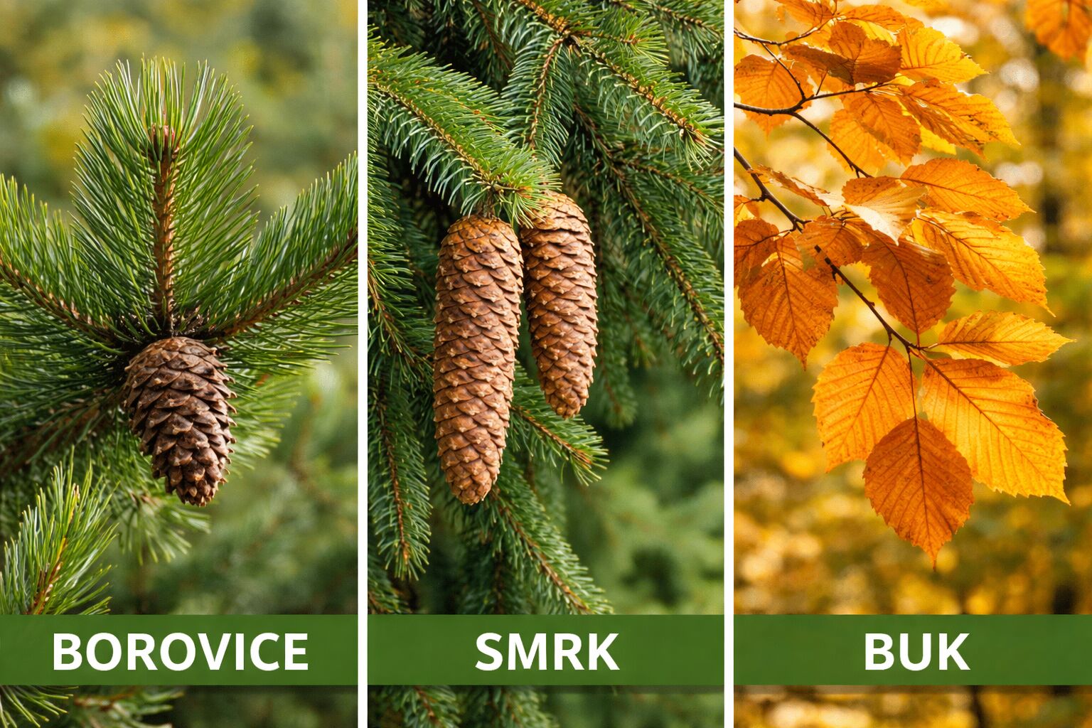 Prodej lesa – Jílové u Držkova