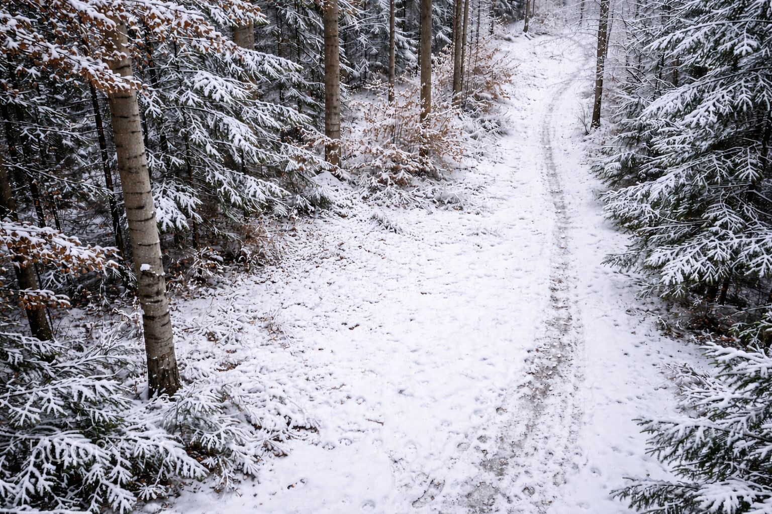 Prodej lesního pozemku Osvračín
