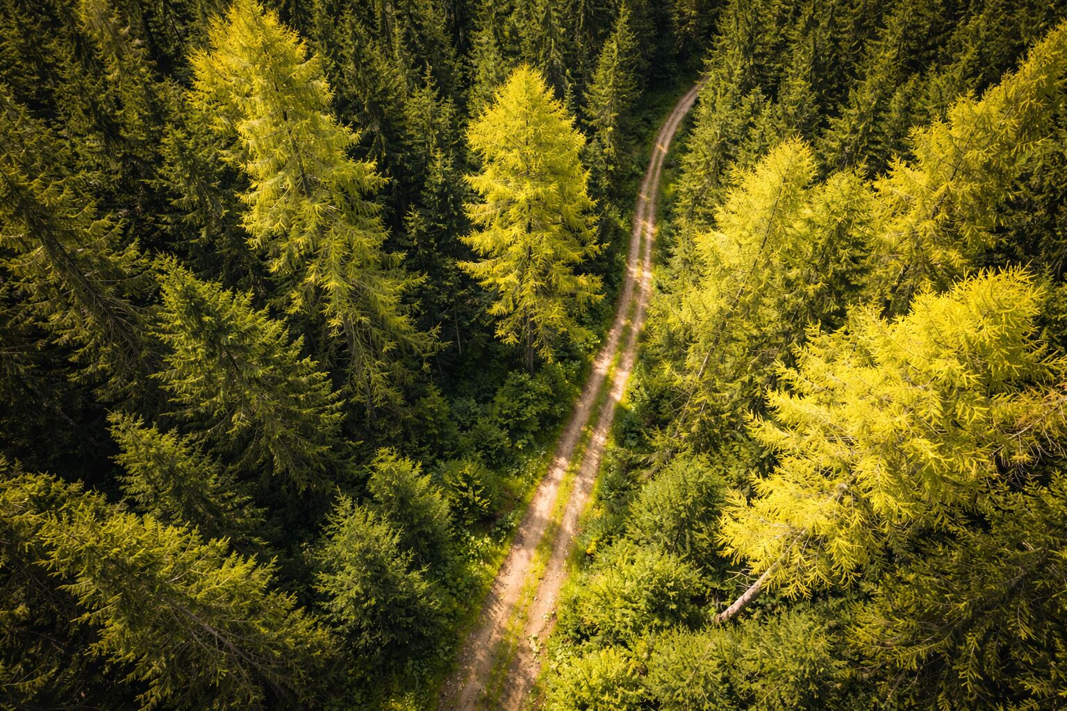 Prodej lesa – Rokytnice u Vsetína