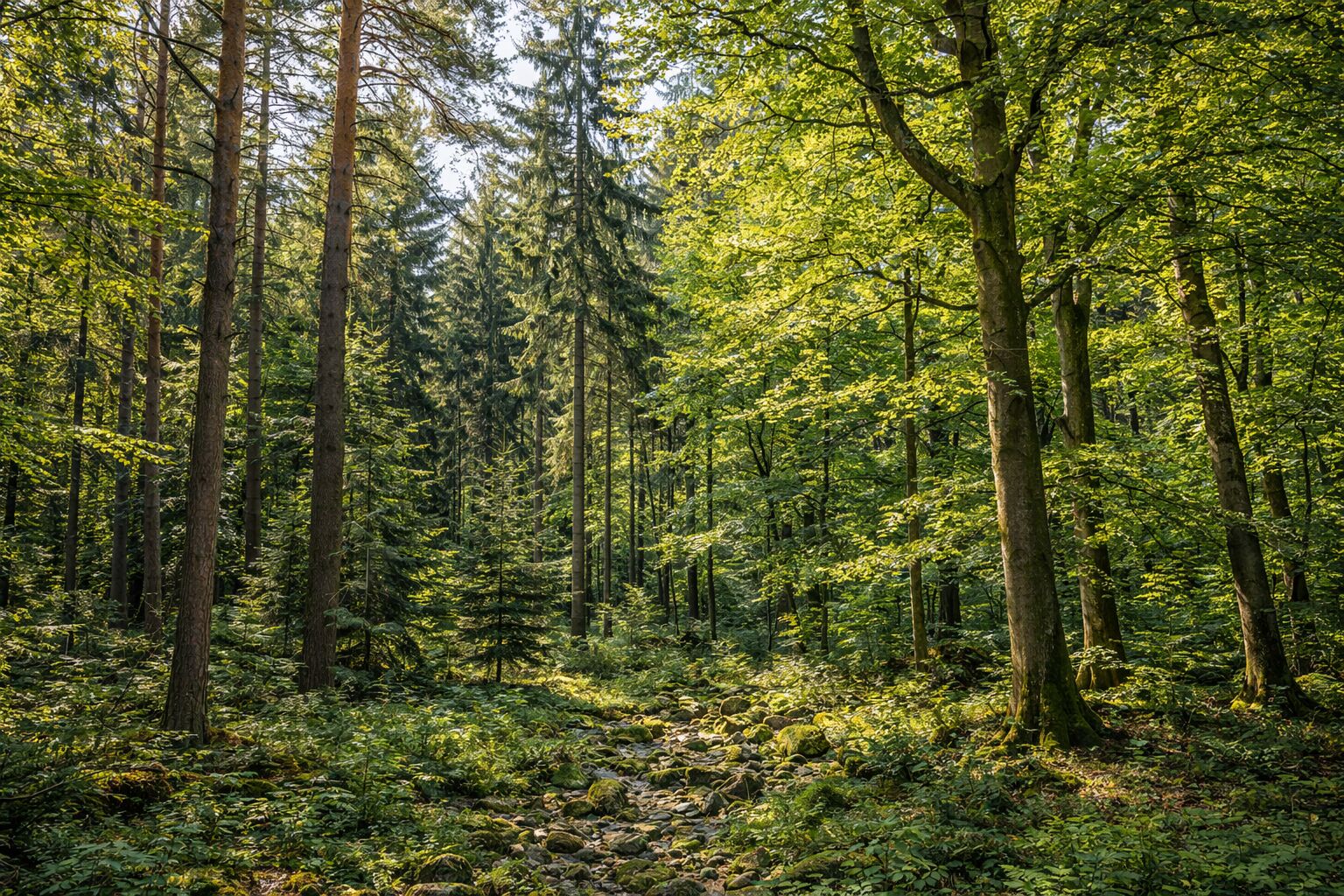Prodej lesního pozemku Mladoňovice
