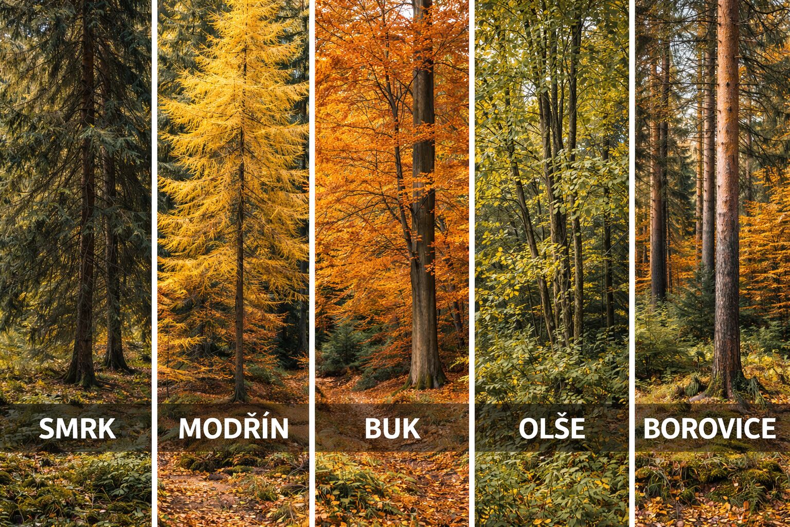 Prodej lesa-Benešovice