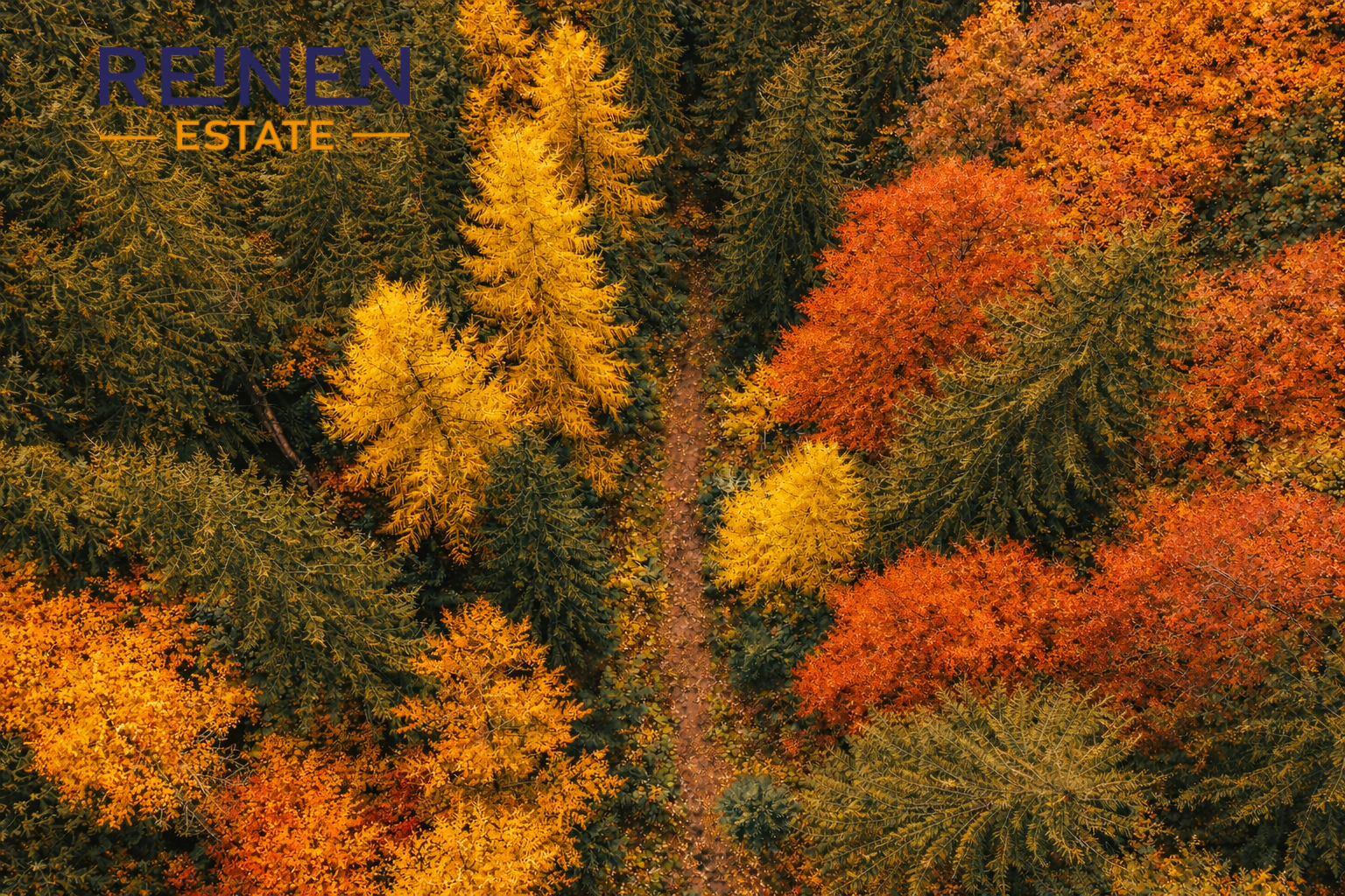 Prodej lesa-Benešovice